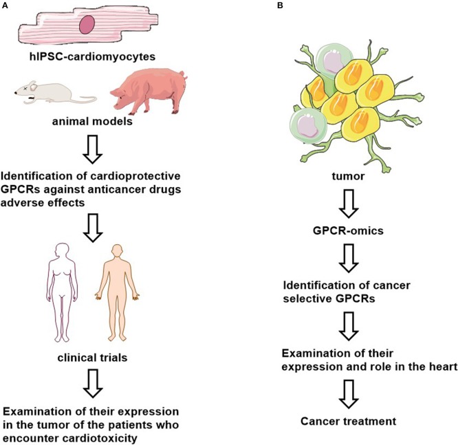 Proposed cardioprotective (A) and anti-cancer (B) drug studies.