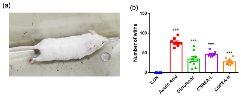 Analgesic effect of CSREA assessed by writhing test in mice (a) Mice showing writhing behavior after acetic acid injection. (b) Amount of writhing behavior in mice. Data are expressed as mean ± SD ### p < 0.001 versus the CON group, *** p < 0.001, versus the acetic acid group.