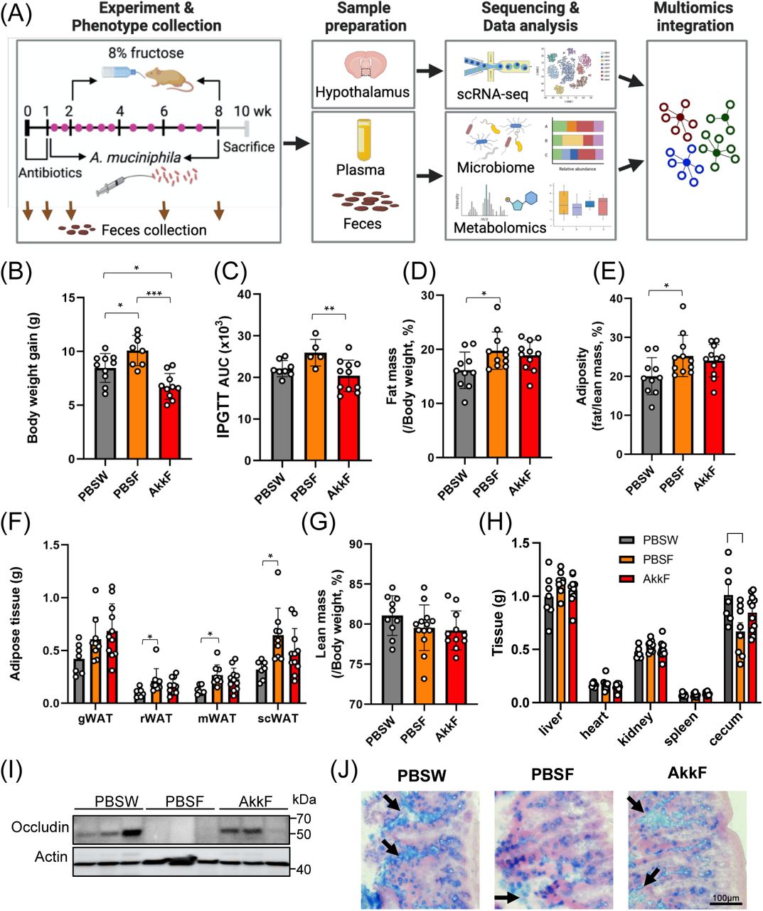 A. mucinipihla treatment ameliorates obesity caused by fructose diet.(A) Overall study design. DBA mice were treated with A. muciniphila by oral gavage (pink dots) twice weekly for 3 weeks, followed by once weekly, under 8% fructose administration. Feces were collected at week 0, 1, 2, 6, and 8. In the end of experiment, phenotypes of body weight, adiposity, and glucose tolerance were measured, followed by tissue collection between week 8 and 10. The data from microbiome, metabolomics, and scRNA-seq was generated from feces, plasma and feces, and hypothalamus, respectively, and analyzed at individual omics layer. Using individual omics data, multi-omics integrative analysis was performed to visualize systematic view of host-microbe interaction. (B) Body weight gain. (C) Glucose tolerance accessed by IPGTT, quantified as area under the curve (AUC). (D-H) Body composition changes in DBA mice after 8 weeks of fructose with or without A. muciniphila treatment, with (D) fat mass, (E) adiposity, (F) individual adipose tissue masses, (G) lean mass, and (H) organ weights. gWAT, gonadal white adipose tissue; rWAT, retroperitoneal white adipose tissue; mWAT, mesenteric white adipose tissue; scWAT, subcutaneous white adipose tissue. (I) Western blot analysis of tight junction related protein occludin. Actin was used as a loading control. (J) Alcian blue staining of mucin in goblet cell and between villi also confirms mucin layer was restored after A. muciniphila treatment. Arrows indicate mucin layer between villi. Data are presented as means ± SEMs, n = 5-13/group. Statistical significance was determined by One-way ANOVA with Tukey’s post hoc test. P-values were considered statistically significant at * p-val < 0.05, ** p-val < 0.01, *** p-val < 0.001.
