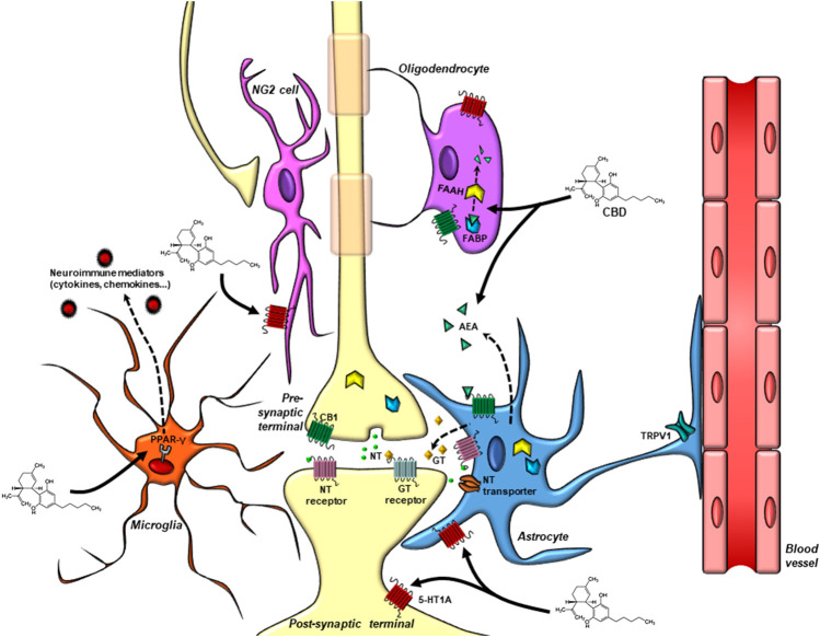 Drug targets for CBD in the “pentapartite” synapse. Glial cells display important roles in synaptic signaling and maintenance. They are in close proximity to the pre and postsynaptic terminals, express neurotransmitter receptors, control the content of neurotransmitters in the synaptic cleft via the expression of transporter proteins, and modulate synaptic activity by releasing gliotransmitters that act in neuronal receptors. Astrocytes also regulate the neurovascular coupling and the blood-brain barrier permeability. Microglial cells control the maintenance of synaptic connections, eliminate unwanted synaptic contacts and release neuroimmune modulators that regulate neuronal function. NG2 cells receive direct synaptic contacts from glutamatergic and GABAergic neurons. Oligodendrocytes maintain the myelin sheets necessary for proper impulse propagation in neurons. In this complex cellular dynamic, CBD targets are found not only in neurons, but also in glial cells. Astrocytes and microglial cells can synthetase and release AEA. Endocannabinoid levels are regulated by FABP and FAAH present both in neuronal and glial cells. Cannabinoid, TRPV1, PPAR-γ, and the serotonin 5-HT1A receptors, proposed to participate in CBD actions, are also present in glial cells and neurons. CBD, Cannabidiol; NT, neurotransmitter; GT, gliotransmitter; AEA, anandamide; FAAH, fatty-acid amide hydrolase; FABP, fatty acid binding protein; CB 1, cannabinoid receptor one; TRPV1, transient receptor potential vanilloid 1; 5-HT1A, 5-hydroxytryptophan 1 A receptor; PPAR-γ, Peroxisome proliferator-activated receptor-γ.