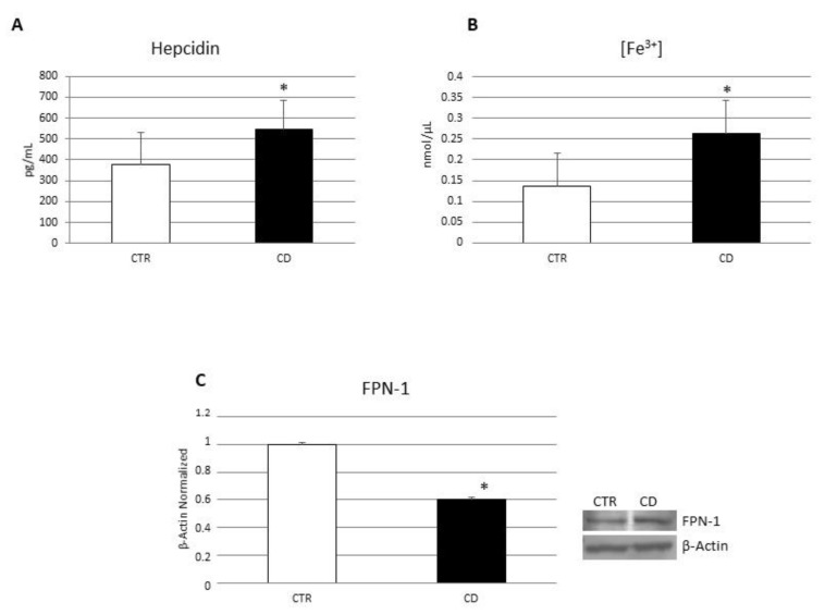 Iron metabolism evaluation in CD macrophages. (A) Hepcidin concentrations (pg/mL) in macrophages from 5 CD patients compared with macrophages from 5 CTR, determined by ELISA Assay. Histogram shows Hepcidin concentration as the mean ± S.D of independent experiments on each individual sample. The cytokine concentration was determined on a standard concentration curve according to the manufacturer’s instructions. (B) Fe3+ intracellular concentrations (nmol/µL) in macrophages from 5 CD patients compared with macrophages from 5 CTR determined by Iron Assay. Histogram shows Fe3+ concentration as the mean ± SD of independent experiments on each individual sample. (C) Ferroportin (FPN-1) protein levels, determined by Western Blot, loading 15 μg of total lysate, in macrophages from 5 celiac disease (CD) patients compared with macrophages from 5 healthy donors (CTR). The most representative images are displayed. Image Studio Digits software has been used to detect protein bands. The intensity ratios of immunoblots compared to CTR, considered 1, were quantified after normalizing with respective controls. The histograms represent the relative quantification for FPN-1 expression, normalized for the housekeeping protein β-Actin, as mean ± SD of independent experiments on each individual sample. A t-test has been used for statistical analysis. * Indicates p ≤ 0.05 compared to CTR.