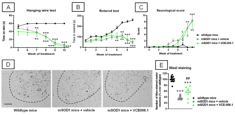 Hanging wire response (A), rotarod performance (B), and neurological score (C), analyzed mSOD1 transgenic and wild-type male mice at specific weeks during a chronic treatment from 63 day-old to 125 day-old with VCE-006.1 (20 mg/kg, daily and i.p.) or vehicle, and quantification of the number of Nissl-stained motor neurons (E), including representative images ((D); scale bar = 100 µm), in the lumbar ventral horn (marked with a dotted line) of the spinal cord in all experimental groups after the chronic treatment. Values are means ± SEM of more than 6 animals per group. Behavioral data were assessed by two-way ANOVA (with repeated measures), whereas Nissl staining data were assessed by one-way ANOVA, in both cases followed by the Tukey test (* p < 0.05, ** p < 0.01, *** p < 0.005 vs. wild-type mice; ## p < 0.01 vs. mSOD1 mice treated with vehicle).