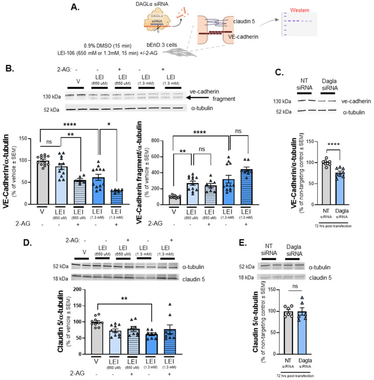 The detection of VE-cadherin was altered after DAGLα blockade in bEnd.3 cells. The bEnD.3 cells were treated with LEI-106 (650 µM or 1.3 mM) for 15 min with or without 2-AG (600 pmol) application. The cell lysate was subjected to Western to detect the expression of VE-cadherin and claudin 5. In the siRNA transfection experiment, samples were harvested 72 h post-transfection and subjected to Western to detect the expression of VE-cadherin and claudin 5. (A) Scheme of experimental outline. (B) Representative image showing the expression of VE-cadherin with α-tubulin used as loading control. The pharmacological blockade of DAGLα induced fragmentation of VE-cadherin. The treatment of LEI-106 at 650 µM dose did not cause significant change in the detection of VE-cadherin main band compared to vehicle control (vehicle vs. LEI-106, 650 µM: p = 0.3565 as assessed by one-way ANOVA with Bartlett’s test, F(4,43) = 19.62), but it significantly increased the detection of VE-cadherin fragment (vehicle vs. LEI-106, 650 µM: p = 0.0014 as assessed by one-way ANOVA with Bartlett’s test, F(4,47) = 15.19). The higher dose of LEI-106 (1.3 mM) significantly reduced the detection of VE-cadherin main band and increased the detection of the fragmented one compared to vehicle control (main band: vehicle vs. LEI-106-1.3 mM: p < 0.0001 as assessed by one-way ANOVA with Bartlett’s test, F(4,43) = 19.62; fragment: vehicle vs. LEI-106, 1.3 mM: p < 0.0001 as assessed by one-way ANOVA with Bartlett’s test, F(4,47) = 15.19). The application of 2-AG further decreased the detection of main VE-cadherin band, but it did not significantly influence the fragmentation compared to corresponding controls (main band: LEI-106, 650 µM vs. LEI-106, 650 µM + 2-AG: p = 0.0092, LEI-106, 1.3 mM vs. LEI-106, 1.3 mM + 2-AG: p = 0.011 as assessed by one-way ANOVA with Bartlett’s test, F(4,43) = 19.62; fragment: LEI-106-650 µM vs. LEI-106, 650 µM + 2-AG: p = 0.9665, LEI-106-1.3 mM vs. LEI-106-1.3 mM + 2-AG: p = 0.0769 as assessed by one-way ANOVA with Bartlett’s test, F(4,47) = 15.19). All data presented as % of vehicle-treated ± SEM (n = 8–12/condition). * p < 0.05, ** p < 0.01, **** p < 0.0001, compared to the corresponding controls. ns = non-significant. (C) Representative image showing the expression of VE-cadherin with α-tubulin as loading control in transfected cell samples. The transfection of DAGLα-specific siRNA significantly reduced the detection of VE-cadherin compared to the non-targeting control (DAGLα siRNA vs. non-targeting control siRNA: p < 0.0001, t(14) = 5.376, as assessed by unpaired t-test). Data are shown as % of non-targeting control ± SEM (n = 8/group). **** denotes significantly different (p < 0.0001). (D) Representative image displaying the expression level of claudin 5. α-tubulin was used as a loading control. The lower dose of LEI-106 (650 µM) did not significantly influence the detection of claudin 5 compared to vehicle control (vehicle vs. LEI-106-650 µM: p = 0.0759 as assessed by one-way ANOVA with Tukey’s test, F(4,39) = 3.559). The treatment of LEI-106 at 1.3 mM dose significantly reduced the detection of claudin 5 compared to vehicle control (vehicle vs. LEI-106-1.3 mM: p = 0.0076 as assessed by one-way ANOVA with Tukey’s test, F(4,39) = 3.559). The application of 2-AG did not cause significant changes compared to the corresponding controls (LEI-106-650 µM vs. LEI-106-650 µM + 2-AG: p = 0.9870, LEI-106-1.3 mM vs. LEI-106-1.3 mM + 2-AG: p = 0.6535 as assessed by one-way ANOVA with Tukey’s test, F(4,39) = 3.559). All data presented as % of vehicle-treated ± SEM (n = 8-10/condition). ** p < 0.01, compared to vehicle control. (E) Representative image of the expression of claudin 5 along with α-tubulin as loading control in transfected cell samples. No significant difference in the detection of claudin 5 was observed after the transfection of DAGLα-specific siRNA (DAGLα siRNA vs. non-targeting control siRNA: p = 0.9666, t(10) = 0.04292, as assessed by unpaired t-test). Data are shown as % of non-targeting control ± SEM (n = 6/group). ns = non-significant.