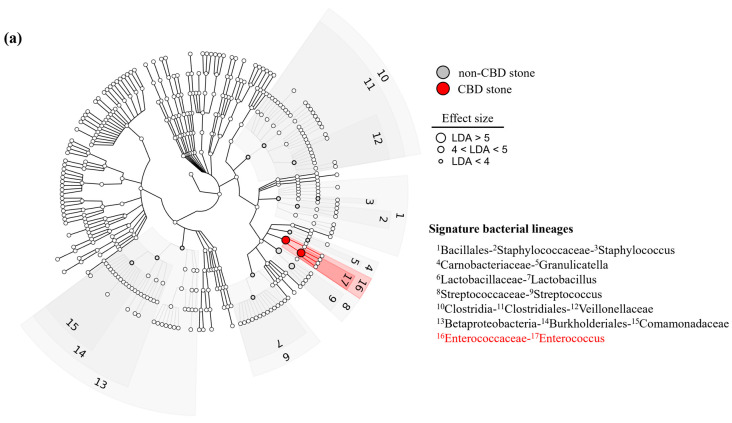 (a) Cladogram. Cladogram showing significantly different abundances of bacterial taxa between the CBD stone group and the non-CBD stone group. (b) LDA scores of bacterial taxa. LDA selection indicated a significant overrepresentation of the Enterococcaceae family (with an LDA score of 5.26) and the Enterococcus genus (with an LDA score of 5.20) in the group of patients with CBD stone group.