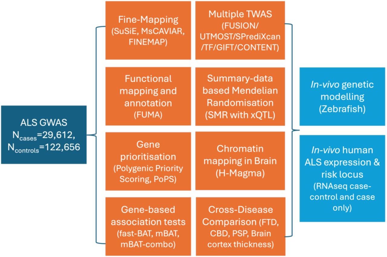 In-silico (orange) and in-vivo (blue) methods used to follow-up the RPSA-MOBP locus on the chromosome 3 identified in the ALS GWAS (dark blue). This included fine-mapping (estimating the posterior probability of causality for each variant and define credible sets likely to contain the true causal variant), Functional annotation and mapping (to annotate genes and biological pathways), gene prioritisation with polygenic priority scoring (integrating GWAS summary statistics with diverse functional genomic features to identify genes enriched for trait-relevant biological signatures), gene-based association testing (assessing the aggregated effect of the GWAS variants within each locus, to rank genes with the trait), transcriptome-wide association testing (integrating gene expression data to identify genes whose genetically regulated expression is associated with ALS;), summary- data based Mendelian Randomisation (using expression and splicing (xQTL) data to infer causal relationships, chromatin-informed mapping (leveraging chromatin accessibility and regulatory annotations in the brain (H- magma) to prioritise variants located in functionally active genomic regions) and cross-disease comparison (to compare genetic signals between ALS and other traits or diseases, to determine shared genetic mechanisms). These in-silico analyses were followed by analyses of ALS expression data and in-vivo validation using a Zebrafish