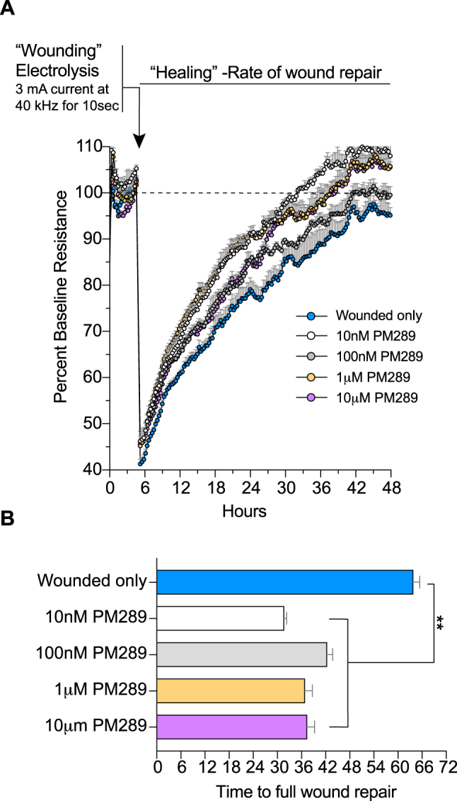 PM289 increases wound repair in brain endothelial cells. A. hCMEC/D3 cells were grown on gold electrodes until confluency. Cells over the gold were wounded by electrolysis with 3 mA current at 40 kHz for 10 s. Prior to wounding, cells were treated with concentrations of PM289 (10 nM, 100 nM, 1 μM and 10 μM). After wounding, the cells began to grow over the electrode until confluency was reached. B. The time to return to baseline resistance values was quantified for each condition. Cells treated with PM289 had a faster time to full would repair as compared to untreated cells. Each condition had n=4–8 replicates. **p<0.01.