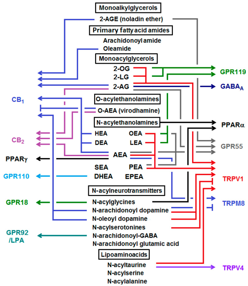 The endocannabinoids(eCBs), related compounds and their molecular targets. Major eCBs are monoacylglycerols (such as 2-arachidonylglycerol), N-acylethanolamines (such as arachidonoylethanolamide), lipoaminoacids, N-acylneurotransmitters or primary fatty acid amides, and have different affinity for cannabinoid receptors (CB)1/2, non-cannabinoid G-protein coupled receptors (GPRs), and transient receptor potential cation channel subfamily V member 1 and 4 (TRPV1 and TRPV4). 2-AGE, 2-arachidonyl glyeryl ether (nolandin ether); DEA, docosatetraenoylethanolamide; DHEA, docosahexaenoylethanolamide; EPEA, eicosapentaenoylethanolamide; HEA, homo-γ-linolenylethanolamide; LEA, linoleylethanolamide; 2-LG, 2-linoleoylglycerol; LPA5, lysophosphatidic acid receptor 5; OEA, oleoylethanolamide; 2-OG, 2-oleoylglycerol, PEA, palmitoylethanolamide; SEA, stearoylethanolamide; TRPM8, transient receptor potential cation channel subfamily M (melastatin) member 8.