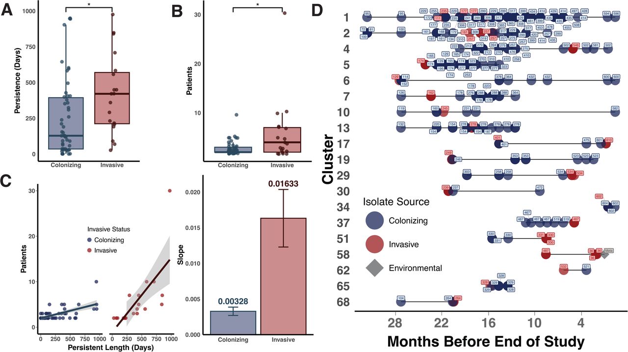 Distinct epidemiological characteristics of invasive clusters predict infection(A) Comparison of persistence times of invasive versus colonizing clusters (Wilcoxon test, *p < 0·05). (B) Comparison of number of patients involved between invasive and colonizing clusters (Wilcoxon test, *p < 0·05) (C) Transmissibility comparison quantified using linear regression slopes shows five-fold higher transmissibility in invasive clusters, serving as a critical predictor for subsequent infection of a high transmissible strain. (D) Temporal distribution of isolate sampling, with invasive (red) and colonizing (blue) sources, demonstrating transitions from colonizing to invasive status after prolonged persistence in the NICU setting. X-axis (Months Before End of Study) represents the number of months prior to completion of study period.