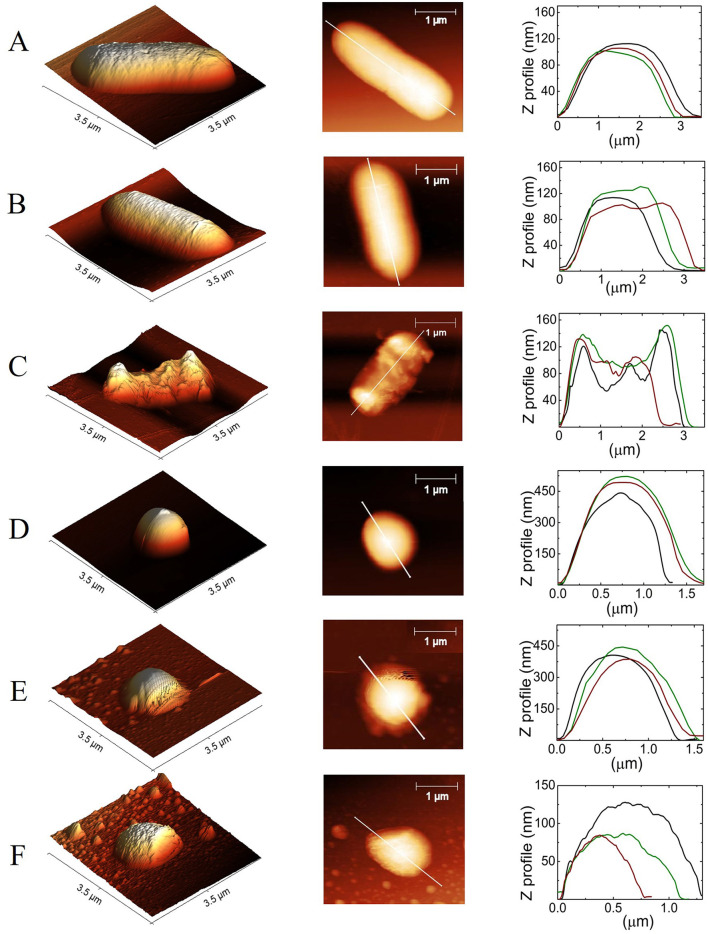 Contact-mode height AFM images of E. coli and S. aureus. (A, D) Show control cells, (B, E) after treatment with DMSO at 0.5%, and (C, F) after DMSO/PFL treatment, E. coli, and S. aureus, respectively. The first column corresponds to 3D topographic images, the second corresponds to 2D, and the third column corresponds to the height and size measurement of the selected cross-sectional line of the image. Black, green, and red lines are repetitions for three different bacteria. Despite the dispersion, it is clear the effect of PFL.