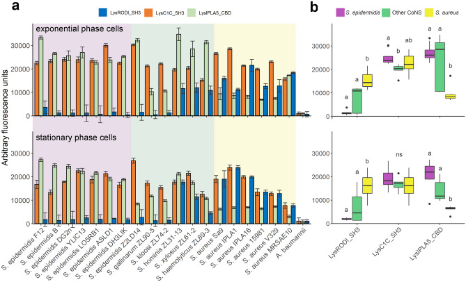 Binding specificity of the CBDs from three anti-staphylococcal endolysins. a Binding capacity of RODI_CBD, C1C_CBD and IPLA5_CBD to a set of staphylococcal strains expressed as arbitrary fluorescence units. The background shades indicate the different bacterial species. b Summary and statistical comparison of the results in (a). Comparisons were made between results of each CBD, grouped by staphylococcal strain (thus S. epidermidis vs. Other CoNS vs. S. aureus within each CBD). The Dunn's test with Bonferroni adjustment was applied for multiple comparisons, and the significance of comparisons is depicted as small letters on top of each distribution box (different letters mean a statistically significant difference for a significance level of 0.05, ns means that the differences within the class were non-significant)