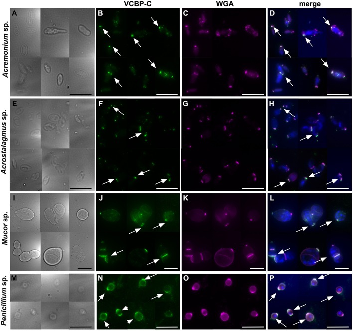 Immunofluorescence on fungal spores incubated with VCBP-C protein and WGA. VCBP-C protein incubated with spores isolated from liquid cultures of Acremonium sp., Acrostalagmus sp. and Mucor sp. binds chitin localized in specific regions of the spore surface (B,F,J, arrow). In Penicillium sp., VCBP-C recognizes chitin surrounding the entire spore (N, arrowheads) or in some cases, localized to specific spots (N, arrow). WGA staining (C,G,K,O) confirms the presence of chitin fibers on fungal spores. WGA co-localizes with VCBP-C staining in almost all of the spores, as observed in the merged images (D,H,L,P, arrows). (A,E,I,M) represent brightfield images; (D,H,L,P) represent merged images: VCBP-C in green, WGA in magenta and nuclear staining with Hoechst in blue. Scale bars: 10 μm.
