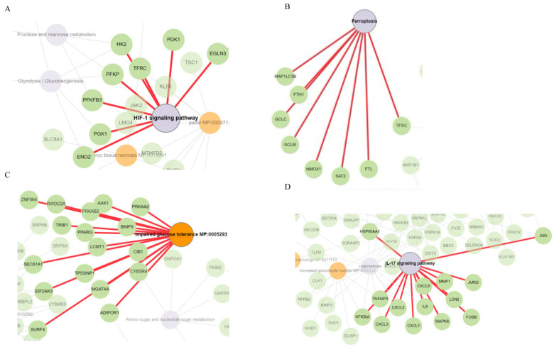 Δ-9-THC-dose-dependent pathways and associated genes found in disease-specific pathways. Genes associated with the (A) HIF-1 signaling pathway triggered in the 800 ng/mL group, (B) ferroptosis pathway induced by 1200 ng/mL Δ-9-THC, (C) impaired glucose tolerance in the 1500 ng/mL group, (D) and IL17 signaling pathways in the 1500 ng/mL treatment group.