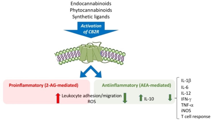 Effects of CB2R activation mediated by endogenous and exogenous ligands (abbreviations in the text).