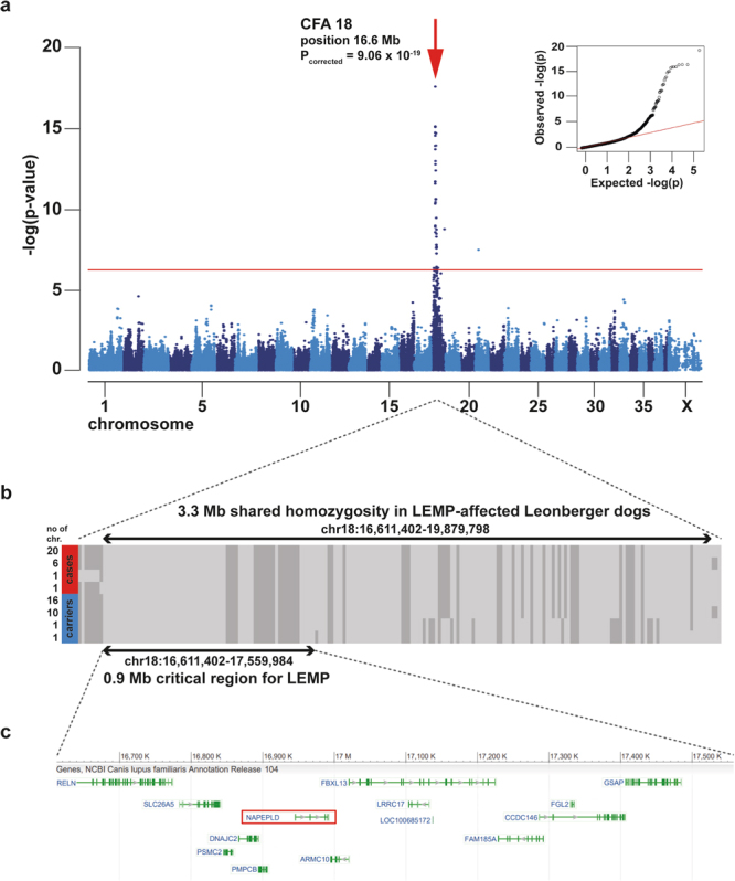Positional cloning of the LEMP-associated locus in Leonbergers. (a) Manhattan plot for the GWAS using 14 LEMP-affected dogs and 186 control dogs is shown and indicates a signal with multiple associated SNPs on chromosome 18. The -log P-values for each SNP are plotted on the y-axis versus each canine autosome and the X chromosome on the x-axis. The red line represents the Bonferroni corrected significance threshold (−log (P) = 6.35). A mixed model analysis corrected for population stratification was carried out as described in the Methods. Inset: Corrected QQ-plot confirms that the actually observed P-values of the best associated markers have stronger association with the trait than expected by chance (null hypothesis, red line). (b) Haplotype analysis of SNP array genotypes of 14 cases and 28 carriers allowed fine mapping of the critical region for LEMP to a 0.9 Mb interval. Each line represents a unique haplotype. (c) The LEMP-associated region contains 14 loci including NAPEPLD gene.