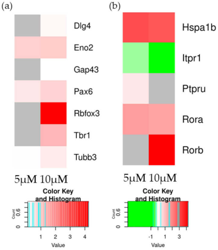 Heatmap of DEGs associated with neurodifferentiation (a) and genes involved in the activations of RORs (b) in the comparison of CTRL vs. 5 µM (left column of each comparison) or CTRL vs. 10 µM (right column of each comparison). The green scale is related to downregulated genes, whereas the red palette represents upregulated ones. Gray is used when the difference is not statistically relevant in the comparison.