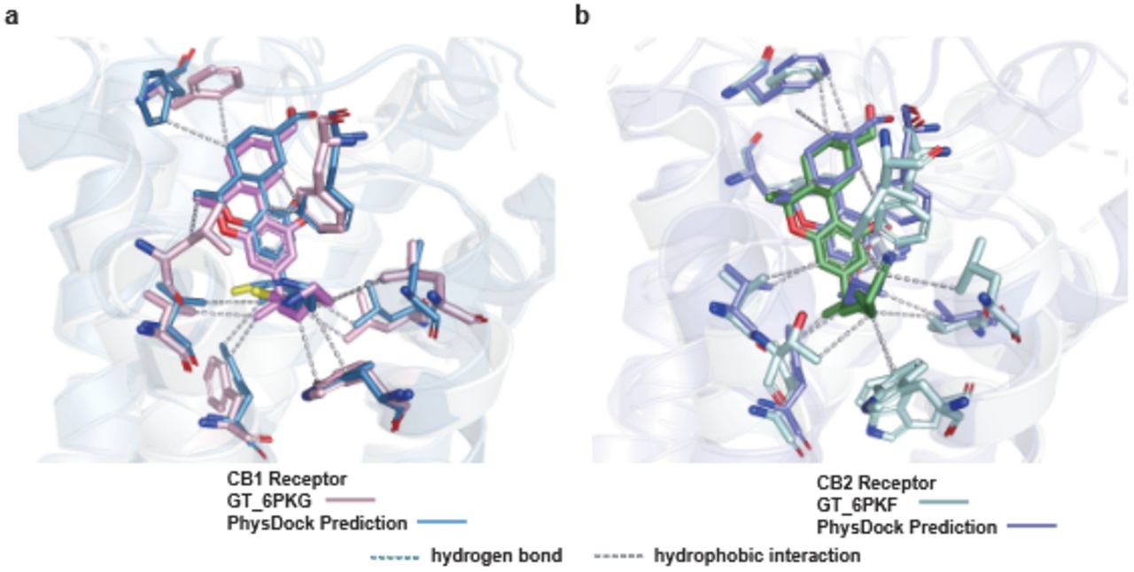 Overlay of binding modes predicted by PhysDock (blue for CB1, purple for CB2) and the ground truth (pink for CB1, green for CB2). Dashed lines represent hydrogen bonds (cyan) and hydrophobic interactions (gray).
