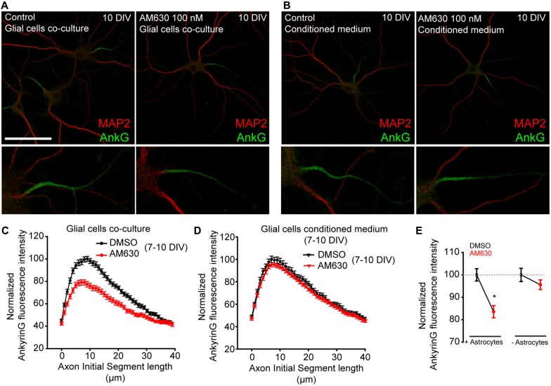 Glial type-2 cannabinoid receptors (CB2Rs) modulation of AIS. (A,B) 10-DIV hippocampal neurons treated daily with the CB2R antagonist AM630 from 7 to 10 days. Neurons were grown in the presence of a glial cell layer until 7 days (co-culture). Then, one group was treated in the presence of glial cells (A) and the second group was transferred to other plates containing only conditioned medium (B). Neurons were stained with the somatodendritic marker MAP2 (red) and ankyrinG (green). Scale bar = 100 μm. (C,D) Graphs representing normalized ankyrinG fluorescence intensity profile along the AIS in control or AM630-treated neurons in the presence (C) or absence (D) of glial cells. (E) Graph representing the normalized total ankyrinG fluorescence intensity at the AIS of neurons represented in (C,D). Data were acquired from three independent experiments (30 neurons/experimental condition in each experiment). Mann-Whitney Rank test. *p < 0.05.