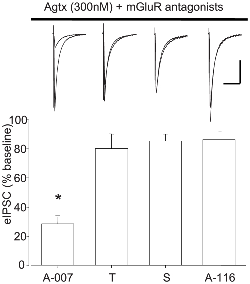 Asc-08116-5-3 DHPG does not cause mGluR-independent effects.Representative traces (top) and pooled data (bottom) showing the effects of 50 µM Asc-08116-5-3 DHPG for 5 min on eIPSCs in slices pretreated in ω-agatoxin IVA (300 nM) and YM298198 plus MPEP. Traces (black = baseline, dashed = DHPG) are representative averages of 10 consecutive responses in each condition. Peak eIPSC amplitude depressions expressed as percent baseline amplitudes: Asc-08007-1-1(A-007): 28.5±5.9%, n = 5; T-DHPG (T): 80.2±10.0%, n = 4; S-DHPG (S): 85.3±4.9%, n = 3; Asc-08116-5-3 (A-116): 86.2±6.1%, n = 6. Asterisk: significant difference from baseline responses, p<0.05. Cal. bars: y:200 pA, x: 100 ms.