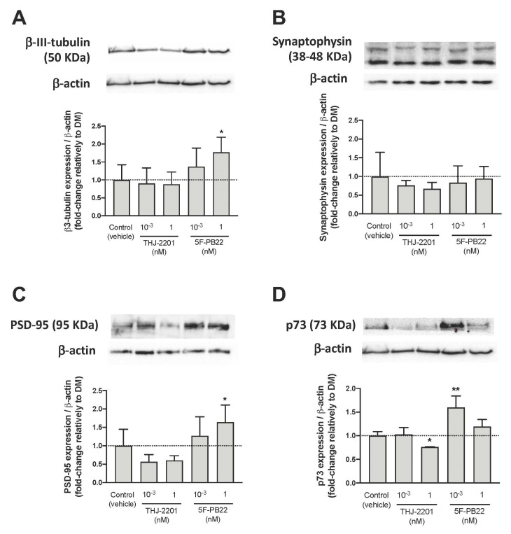 Expression of neuronal markers. Neuronal differentiation was performed according to the procedure described in Materials and Methods. After 72 h of differentiation and cell treatment with either a single addition of THJ-2201 (1 pM or 1 nM) or repeated (three) additions of 5F-PB22 (1 pM or 1 nM), the expression of (A) β3-tubulin (50 KDa), (B) synaptophysin (38–48 KDa), (C) PSD-95 (95 KDa), and (D) p73 (73 KDa) was assessed by Western blot. Representative protein bands and graphical representations of band intensities, expressed as the percentage of protein expression relatively to the vehicle-treated control, are shown for each protein. Their expression was normalized by the amount of β-actin per lane. Each bar represents the mean ± SD, for at least four independent experiments. * p < 0.05, ** p < 0.01, compared to control (vehicle), using a one-way ANOVA, followed by Dunnett’s post-test.