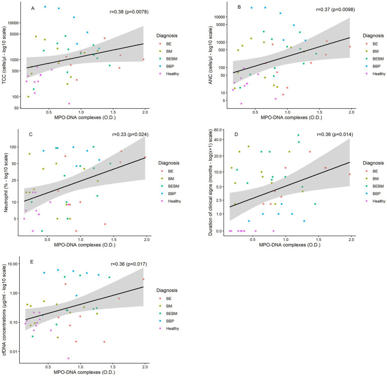 Five scatter plots show correlations between MPO-DNA complexes and clinical parameters in different diagnosis groups, including BE, BM, BEBM, BBP, and Healthy. Each plot displays a trend line with confidence intervals and colored dots for data points. The parameters measured are TCC (panel A), ANC (panel B), Neutrophil percent (panel C), duration of clinical signs (panel D), and cfDNA concentrations (panel E), all using log or log plus one scales, with correlation coefficients and p-values shown. Legends indicate diagnosis group by color.
