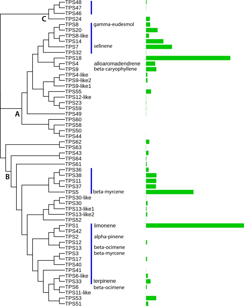 TPS family structure.Neighbor-joining tree calculated for protein sequence of 55 full length TPS genes with ClustalW2. The bar plot on the right shows number of uniquely mapped reads from the combined Purple Kush RNA-Seq data set. TPS families are noted on the tree with A denoting TPS-a sesquiterpene synthases, B TPS-b monoterpene synthases, and C TPS-c diterpene synthases. Blue bars show related genes that exist in clusters on the genomic contigs. Note that TPS7 was not found in the genomic contigs, so the protein sequence was taken from [7].