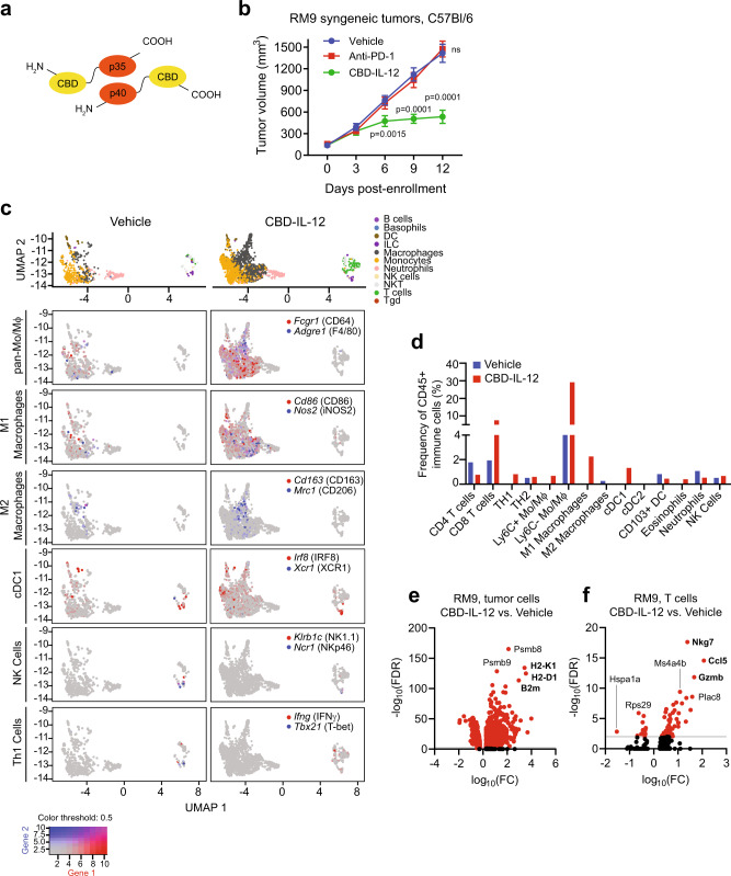 Systemic collagen-binding domain IL-12 (CBD-IL-12) cytokine fusion therapy inhibits prostate cancer tumor growth and reprograms the tumor immune microenvironment.a Schematic of CBD-IL-12, composed of the p35 and p40 subunits fused to the CBD from von Willebrand factor domain A3. b Volumes of RM9 subcutaneous tumors in sygeneic C57Bl/6 mice over time with treatment with vehicle, anti-PD-1 (clone 29 F.1A12) 200 Μg by intraperitoneal injection every 5 days, or CBD-IL-12 25 Μg by intravenous injection every 5 days starting on day 0. n = 7 mice in vehicle and CBD-IL-12 treated groups and n = 8 mice in anti-PD1 treated group. p < 0.0001 at day 9 and 12. Bars represent mean with SEM. P-values are derived from two-way ANOVA with Dunnett’s multiple comparisons test, ns not significant. c Uniform Manifold Approximation and Projection (UMAP) plots of different immune cell subsets (top) from single-cell RNA-seq (scRNA-seq) analysis of five RM9 tumors each aggregated from mice treated with vehicle or CBD-IL-12. UMAP plots colored with gene expression of immune cell subset-specific markers for pan-monocytes/macrophages, M1 and M2 polarized marcophages, conventional type 1 dendritic cells (cDC1), natural killer (NK) cells, and T helper type 1 (Th1) cells. d Plots showing the frequency of specific immune cell populations (relative to CD45 + immune cells) identified by scRNA-seq analysis including CD4+ and CD8+ T cells, Th1 (Infg+Tbx21+) and Th2 (cMAF+Gata3+) cells, Ly6C+/− monocytes/macrophages (Ly6C+/−Adgre1+), M1 macrophages (CD80+CD86+INOS2+), M2 macrophages (CD163+Mrc1+cMAF+), cDC1 (XCR1+IRF8+), conventional type 2 dendritic cells (cDC2, CD1+IRF4+), migratory CD103+ dendritic cells (Itgae+), eosinophils (SiglecF+), neutrophils (Ly6G+), and NK cells (Klrb1c+Ncr1+) in tumors treated with vehicle or CBD-IL-12. Volcano plots showing differential gene expression in (e) tumor cells and (f) T cells from RM9 tumors of mice treated CBD-IL-12 relative to those treated with vehicle. FC fold change, FDR false discovery rate. Source data are provided in the Source Data file.