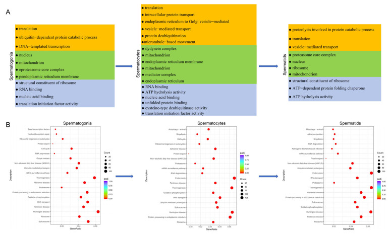 Functional enrichment analysis of testicular germ cell types. (A) GO analysis of DEGs in germ cell types. (B) KEGG analysis of DEGs in germ cell types.
