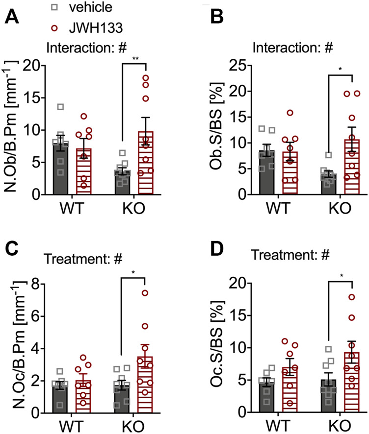 JWH133 treatment increased the number and surface of osteoblasts and osteoclasts in p62 KO mice. (A) Number of osteoblasts per bone perimeter (N.Ob/B.Pm) was weakly reduced in p62 KO mice compared to WT mice. The treatment was only effective in p62 KO mice as it increased the number of osteoblasts. (B) Osteoblast surface per bone surface (Ob.S/BS) was mildly reduced in p62 KO mice compared to WT mice. The treatment was only effective in p62 KO mice as it increased the surface of osteoblasts. (C) Number of osteoclasts per bone perimeter (N.Oc/B.Pm) was similar between genotypes but was significantly increased in p62 KO mice after JWH133 treatment. (D) Surface of osteoclasts per bone surface (Oc.S./BS) was similar between genotypes but was significantly increased in p62 KO mice after JWH133 treatment. Male mice were aged 3 months by the beginning of the experiment and were treated for 5 days with vehicle or JWH133. Data were analyzed by using ordinary two-way ANOVA and Bonferroni adjusted p values, *p < 0.05, **p < 0.01, ***p < 0.001. All error bars show mean ± SEM. Squares and circles represent individual data points. WT vehicle N = 7, KO vehicle N = 8, WT JWH133 N = 8, KO JWH133 N = 8.
