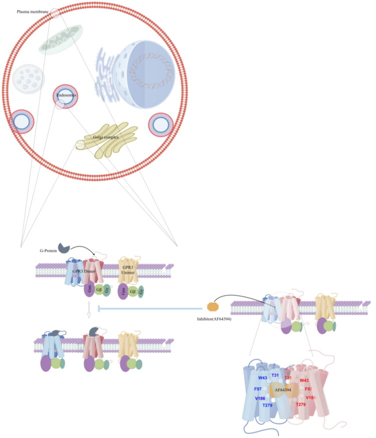 GPR3 is distributed on the plasma membrane, endosomal membranes, and Golgi membranes. It naturally exists in both monomeric and dimeric forms. When coupled to G proteins, the dimer dissociates into two monomers that carry out downstream signaling. GPR3 inhibitors (such as AF64394) exert their inhibitory effect by stabilizing the dimer. Specifically, AF64394 forms covalent interactions with residues T31, W43, F97, V186, and T279 on GPR3; this stabilizes the GPR3 dimer and inhibits its dissociation.