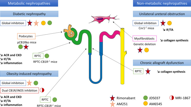 CB1R inhibition could be a new therapeutic target in chronic kidney diseases and renal fibrosis, in both metabolic and non-metabolic nephropathies. Both in vitro and in vivo experiments have been taken into account. ACR, urinary albumin-to-creatinine ratio; CB1R, cannabinoid receptor type 1; CKD, chronic kidney disease; IF/TA, interstitial fibrosis and tubular atrophy; iNOS, inducible nitric oxide synthase; pCB1Rko, podocyte-specific deletion of CB1R; RPTC, renal proximal tubular cells.