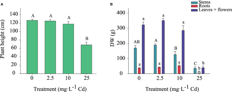 Shoot height ± SE at harvest (A). Dry weight of stems, roots, and flowers + leaves at harvest ± SE (B). Bars associated with the same letter(s) are not significantly different at P ≤ 0.05 according to Tukey’s HSD all pairwise comparison test.