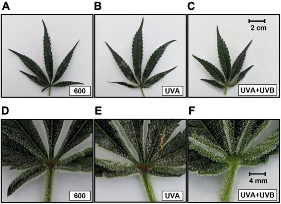 Images of upper canopy leaves from representative plants in the 600 μmol m–2 s–1 (control) (A,D), UVA (B,E), and UVA + UVB (C,F) treatments. The images in the upper row are entire leaves. The scale bar in the upper right corner of 3c is 2.0 cm and is the same size for all images in the upper row. The images in the lower row are 5× magnifications of the foliar portions proximate to the petiole of the respective upper row images. The scale bar in the upper right corner of 3f is 4 mm and is the same size for all images in the lower row.