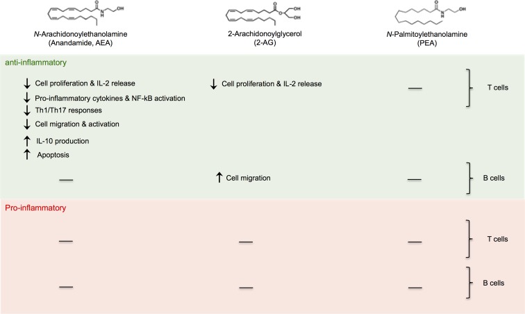 Anti-inflammatory and proinflammatory effects of eCBs on cells of adaptive immunity.