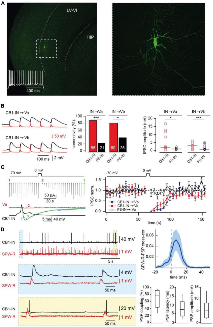 Synaptic integration of deep layer entorhinal cortex CB1R positive interneurons into local and long-distance networks. (A) z-Projected confocal images of a biocytin-filled mEC layer V CB1-IN at low (left) and high (right) magnification. The characteristic firing pattern is shown on the left panel. (B) Connectivity and efficacy of inhibitory connections from CB1-INs to LV pyramidal neurons in comparison with the properties of corresponding FS-INs connections. The left panel shows example traces recorded from connected CB1-IN to Va and Vb pyramidal neurons. The bar histogram (center) compares connectivity from two types of mEC LV interneurons to local pyramidal cells. The number of trials for different types of connections are as follows: CB1-IN to Va (n = 20), CB1-IN to Vb (n = 20), FS-IN to Va (n = 29) and FS-IN to Vb (n = 27). The significance of the differences was assessed by Fisher’s exact test (*p < 0.05; ***p < 0.001). The right plot compares individual amplitudes of IPSPs and median values at: CB1-IN to Va (n = 12), CB1-IN to Vb (n = 7), FSIN to Va (n = 6) and FSIN to Vb (n = 15) connections. The significance of the differences was assessed by Mann-Whitney test (*p < 0.05; ***p < 0.001). For calculating amplitude distribution, we used only those experiments which were done in CC mode. For calculating connectivity, we used both experiments done in VC and CC modes. Data on connectivity rate and synaptic efficacy at connections formed by FS-INs were taken from Rozov et al. (2020). (C) DSI at CB1-IN to Va and Vb cell synapses. An example experiment is shown on the left. The plot on the right compares depolarization-induced changes in synaptic efficacy at the following synapses: red–CB1-IN to Va (n = 5; p < 0.001), blue - CB1-IN to Vb (n = 5; p < 0.001) and black–FS-IN to Va (n = 5; p > 0.05) pyramidal cells. For statistical analysis the IPSC amplitudes within the 10 s windows prior to depolarization and right after depolarization were compared. (D) Propagation of SPW-Rs to mEC LV CB1-INs. PSPs of mEC CB1-IN (red trace) during spontaneous SPW-Rs in CA1 (black trace). Expanded traces of subthreshold SPW-R driven PSPs (blue box) and SPW-R driven APs (yellow box) are shown underneath. Averaged cross-correlograms between SPW-Rs and PSPs in CB1-INs (upper right plot; peak values: mean ± SD; n = 8). (C) Box plots show pooled data on PSP coupling, PSP latency, and PSP amplitude for SPW-R driven responses (n = 8). Data are presented as the median (P25; P75).