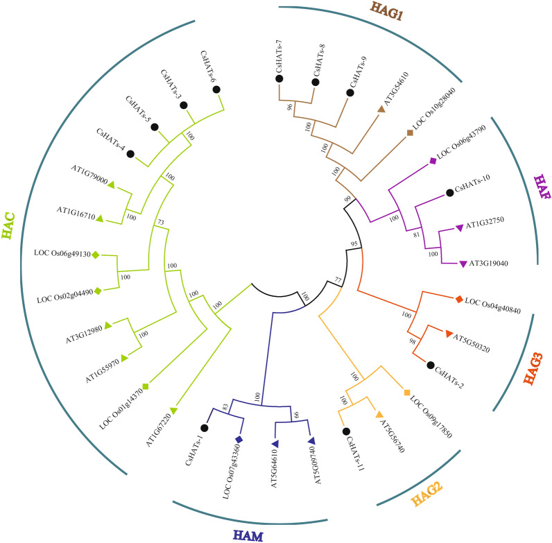 Phylogenetic tree of CsHATs from Arabidopsis, Oryza sativa, and hemp. A phylogenetic tree was constructed using the NJ (neighbour-joining) method. Each group is shown in different colours. Triangles represent A. thaliana, quadrangles represent O. sativa, and circles represent hemp