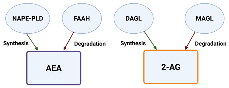 Synthesis and degradation of endogenous ligands. Anandamide (AEA) is generated by NAPE-PLD and degraded by FAAH, while 2-AG is synthesized by diacylglycerol lipases (DAGL-α/β) and degraded by monoacylglycerol lipase (MAGL). Created in BioRender online application, available at https://app.biorender.com/ (accessed on 28 August 2025).