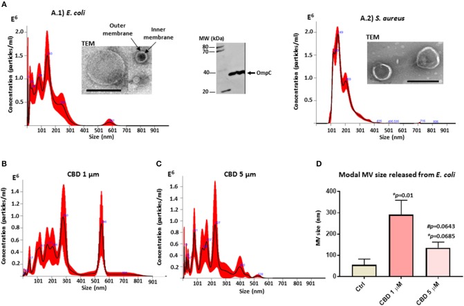 Bacterial MV profile under standard conditions and after CBD treatment. (A) MVs released from untreated E. coli VCS257 (A.1) and S. aureus subsp. aureus Rosenbach (A.2), shown by NTA analysis (Nanosight); Transmission electron microscopy (TEM, scale bar = 200 nm) and Western blotting with the MV-specific marker OmpC. (B) NTA analysis showing MV release from E. coli after 1 h CBD treatment (1 μM). (C) NTA analysis showing MV release from E. coli after 1 h CBD treatment (5 μM). (D) Modal size of MVs released from E. coli under normal culture conditions compared to CBD treatment. Error bars indicate SEM; *p represents p-values compared to control (ctrl) while #p represents p-values compared to 1 μM CBD treatment.