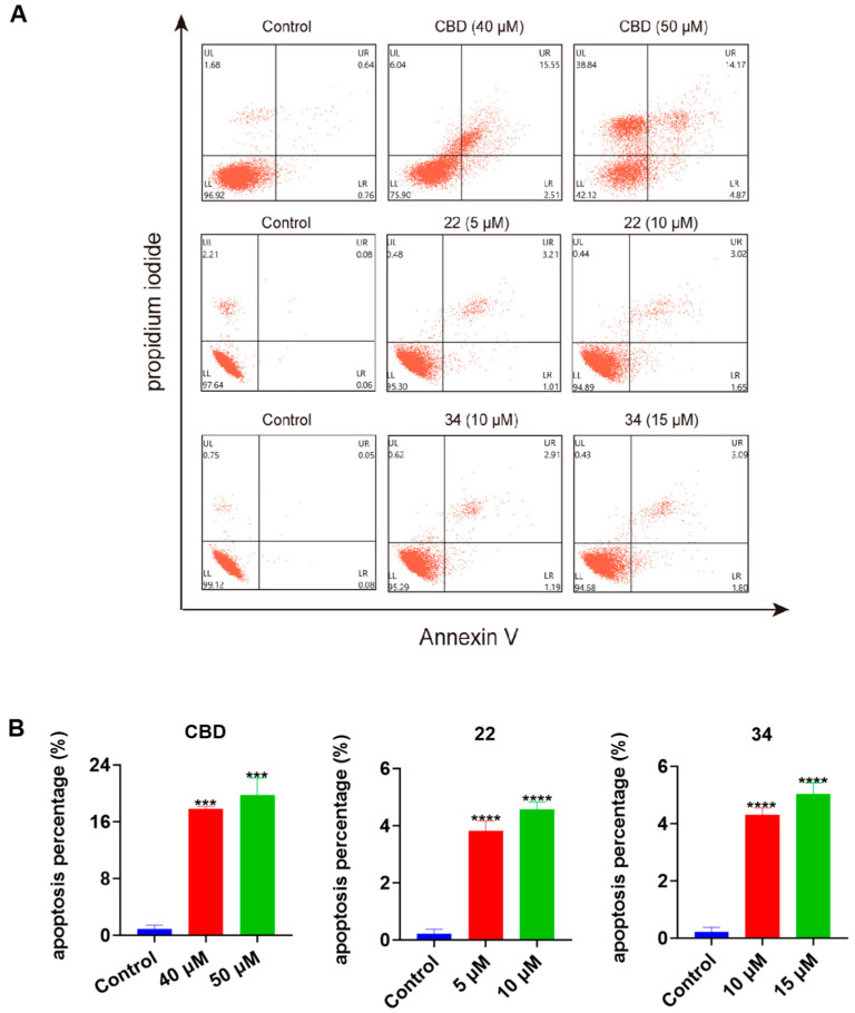 Effects of CBD, 22, and 34 on the population of apoptotic B16F10 cells. Flow cytometry plots of B16F10 cells exposed to CBD (40 and 50 μM), 22 (5 and 10 μM), and 34 (10 and 15 μM) induced apoptosis (A). Changes in the percentage of the apoptosis index of cells exposed to CBD, 22, and 34 (B). Values are expressed in means ± SD from three experiment replicates. Significance was defined as *** p < 0.001 and **** p < 0.0001 when compared to the control group.