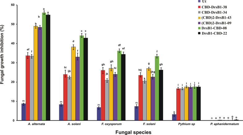 The diagram showing the effect of recombinant peptides on fungal growth. P value of 0.01 was considered as significant; 50 µg/ml of transgenic and non-transgenic total protein was used. Percentage of inhibition was calculated relative to the phosphate buffer treatment. The antifungal activity data were statistically analyzed and the mean comparison was done by least significant differences (LSD) test (P ≤ 0.01) test in three replicates using SAS 9.1 (SAS, Inc., North Carolina, USA) software.