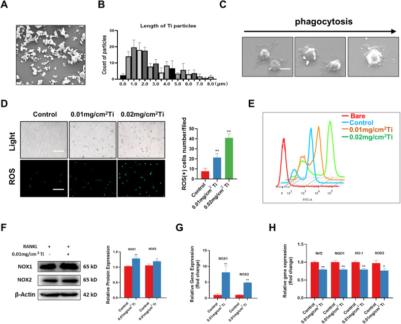 Ti particles promoted the production of ROS and downregulated antioxidant proteins in macrophages.A Electron micrographs of the purchased Ti particles. B Size analysis of Ti particles. C The whole process of Ti particles being phagocytosed into RAW264.7 cells under electron microscopy. D Intracellular ROS immunofluorescence staining and ROS(+) RAW264.7 cell counts after intervention of RAW264.7 cells with different concentrations of Ti particles. Scale bars, 100 µm. Statistical significance was determined by a one-way ANOVA with Tukey’s multiple-comparison test. E Intracellular ROS levels were detected by flow cytometry. F The expression and quantitative analysis of NOX1 and NOX2 were detected by western blotting after treatment with RANKL and Ti particles. G qRT-PCR analysis of the mRNA expression levels of NOX1 and NOX2. H qRT-PCR analysis of the mRNA expression levels of Nrf2, NQO1, HO-1, and SOD2. The data were represented as mean ± SD of three independent experiments. Statistical significance was determined by Student’s t test. *P < 0.05, **P < 0.01.