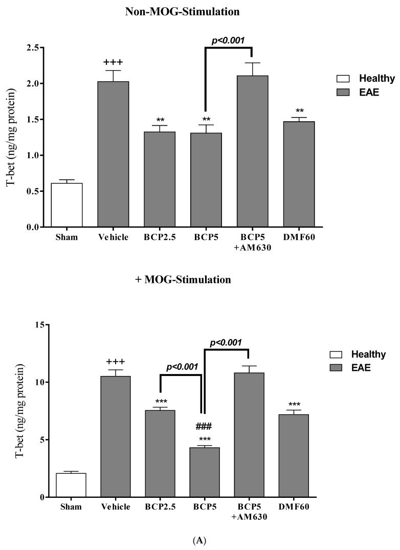 The effects of DMF (60 mg/kg; 30 mg/kg twice a day; p.o.), BCP (2.5, 5 mg/kg/day; p.o.), and the combination of a CB2 antagonist AM630 (1 mg/kg; i.p.) with BCP (5 mg/kg/day; p.o.) on the levels of transcription factors, including GATA3 (Th2), T-bet (Th1), Foxp3 (Treg), and ROR-γt (Th17) of lymphocytes isolated from EAE mice; (A) T-bet; (B) GATA3; (C) ROR-γt; (D) Foxp3; (E) ratio of T-bet/GATA3 (Th1/Th2); and (F) ratio of ROR-γt/Foxp3 (Th17/Treg). Data were presented as Mean ± SEM, n = six animals per group for each experiment protocol. Two-way ANOVA and Tukey’s multiple comparisons test were performed. (*) indicates the comparison between varying doses of BCP or DMF groups to the vehicle group, **: p < 0.01 and ***: p < 0.001; (+) makes a comparison between the vehicle and sham groups, +++: p < 0.001; # compared to DMF groups in each graph, #: p < 0.05, ##: p < 0.01 and ###: p < 0.001.