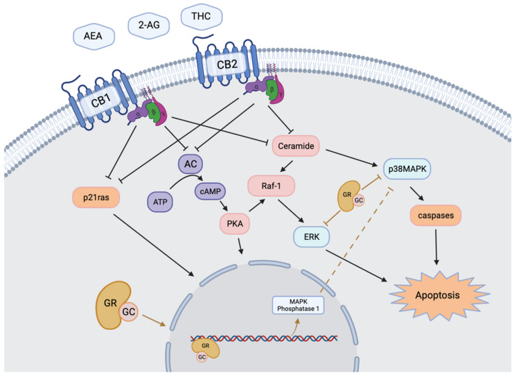 Intracellular regulatory mechanisms stimulated by endocannabinoid and glucocorticoid receptors. Activation of transmembrane cannabinoid receptors CB1 and CB2 stimulates intracellular production of ceramides and inhibition of adenylyl cyclase and p21ras. Activation of membrane bound or cytoplasmic GR results in the cleavage of the peptide into a transcription factor. The two systems converge on transcriptional regulation and modulation of MAPK signaling pathways. Modified from Misner, 2020 [55].