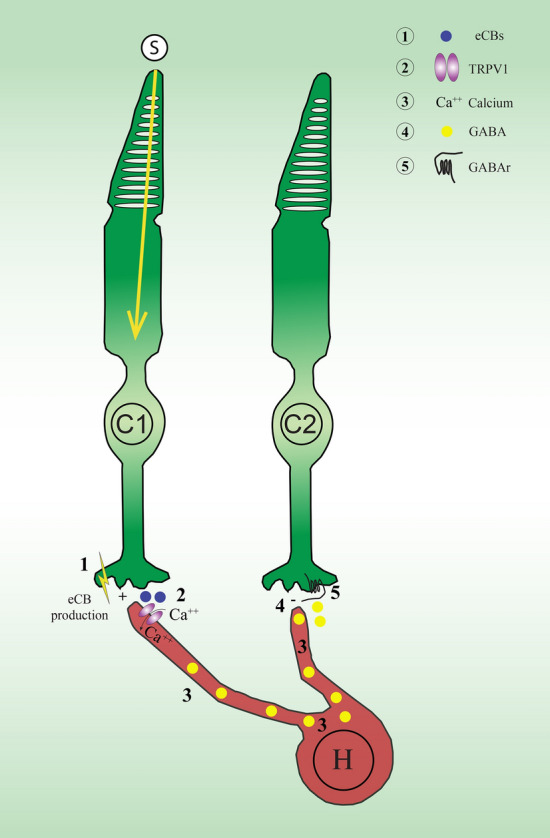 Schematic illustration of the hypothetical mechanism of action of TRPV1 in horizontal cells of the monkey retina following stimulation of a cone. The different steps are highlighted by numbers. (1) When a cone is stimulated (C1), endocannabinoids (eCBs), particularly AEA and 2-AG, are produced in the synaptic cleft. (2) TRPV1 receptors are activated by eCBs in horizontal cells. (3) The calcium influx through the membrane causes depolarization of the horizontal cell. (4) GABA release in the synaptic cleft. (5) GABA binds to GABA receptors on the presynaptic neighboring cone pedicle (5). This mechanism of lateral inhibition could also potentially modulate the information transmitted to the bipolar cells and retinal ganglion cells. S spot stimulus, C1 stimulated cone 1, C2 adjacent cone 2, H horizontal cell, eCB endocannabinoid, GABAr Gamma-amino-butyric acid receptors, TRPV1 Transient receptor potential vanilloid type 1.