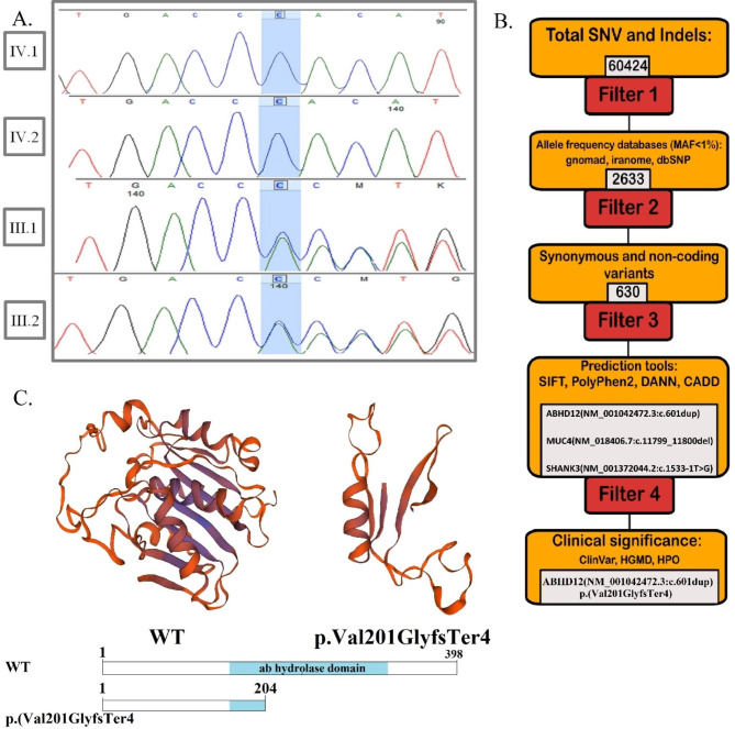 Chromatogram, multiple amino acid alignment, and 3D protein structure. (A) The chromatogram for the c.601dup found in the family in exon 6 of ABHD12 is highlighted in blue. Patient individuals are homozygous (IV.1, IV.2), and their parents are heterozygous (III.1, III.2). (B) Schematic representation of filtering strategies used in this study (C) The wild-type model structure of ABHD12 protein (left side) and p.Val 201GlyfsTer4 protein (right side). Sequencing analysis showed a novel frameshift variant resulting in premature stop codon of ABHD12 (bottom side)