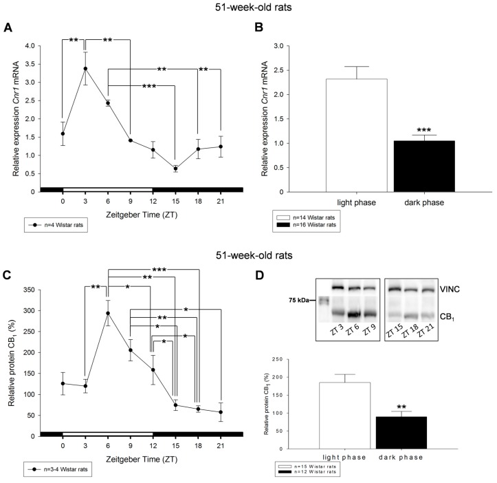 Diurnal profiles of cannabinoid receptor Cnr1 mRNA (A) and CB1 protein (C) in liver of 51-week-old rats are shown. Diurnal differences were analyzed by Mann–Whitney test; * p < 0.05, ** p < 0.01, *** p < 0.001. Values of light phase as well as those of dark phase are summarized for Cnr1 mRNA (B) and CB1 protein (D). The insets in (D) illustrate the detection of single band of 64 kDa of CB1 via Western blotting in liver tissue obtained from the middle of the day respective night. Vinculin (VINC) was used as control protein.