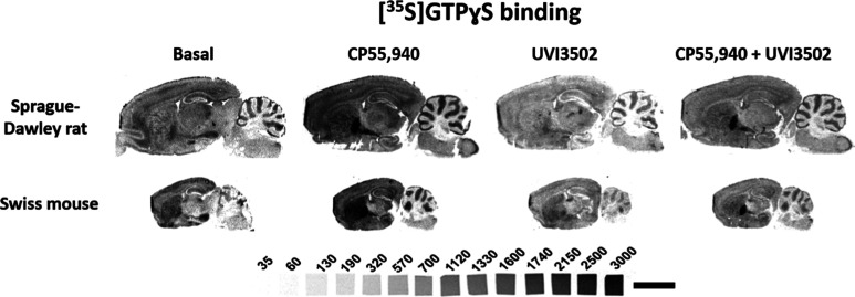 Representative autoradiograms of rat (n = 5) and mouse (n = 5) brain sagittal sections that show [35S]­GTPγS basal binding as well as [35S]­GTPγS binding in the presence of CP55,940 (10 μM) alone, in the presence of UVI3502 (10 μM) alone and in the presence of both CP55,940 and UVI3502 (both at 10 μM). Note that UVI3502 inhibits the stimulation evoked by CP55,940 in most brain areas, indicating that UVI3502 behaves as a CB1 antagonist. [14C] microscales used as standards in Ci/g t.e. Scale bar = 0.5 cm.