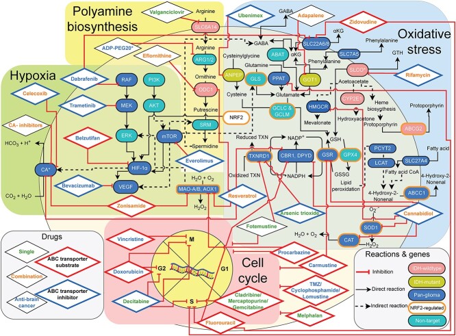 Predicted drugs target the same genes as the AntiBCs or downstream genes, mainly covering four biological pathways: hypoxia, oxidative stress, cell cycle and polyamine biosynthesis. AntiBCs mainly affect hypoxia and cell cycle via growth factors and unselective alkylation, respectively. Meanwhile, the predicted CAis and antimetabolites selectively target DNA biosynthesis and CA, respectively. The transcription factor NRF2, a target of AntiBCs, regulates a third of predicted targets in the oxidative stress pathway (in olive green) [64–66]. Furthermore, predicted drugs and AntiBCs share common targets such as glutathione reductase (GSR) between cannabidiol and carmustine, monoamine oxidase A/B (MAO-A/B) are common between procarbazine, zonisamide and resveratrol and SLC22A6/8 between dabrafenib and zidovudine. Most predicted drugs and cell cycle inhibitor AntiBCs that were shown to be clinically inefficient are ABC transporter substrates, while clinically effective predicted drugs are either non-substrate (eflornithine), inhibitor (celecoxib) or have an unknown effect (fotemustine and valganciclovir) on ABC transporter. Unlike clinically ineffective antimetabolites (cladribine, gemcitabine, mercaptopurine and fluorouracil), fotemustine targets both cell cycle and TXNRD1. Meanwhile, polyamine synthesis is targeted uniquely by the clinically effective drugs predicted for GBM (valganciclovir and eflornithine), the phase I/II ADPI-PEG20 IAG. Furthermore, cannabidiol, rifamycin, celecoxib and others inhibit the ABC transporters (ABCC1 and ABCG2) responsible for AntiBCs resistance as well as byproducts detoxification such as the efflux of lipid peroxidation (4-hydroxy-2-nonenal) and heme biosynthesis (protoporphyrin) byproducts. 4-hydroxy-2-nonenal and protoporphyrin predicted for pan-glioma and GBM, respectively, matching the literature in the predicted subtypes. Abbreviations: GSH: reduced glutathione, GSSG: oxidized glutathione, TXN: thioredoxin, αKG: alpha-ketoglutarate.