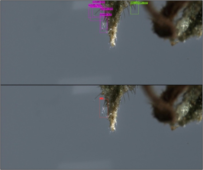 Example of outputs of the object detection models on a genuine cannabis image. Displayed are correct YOLO detections (top, magenta‐colored bounding boxes) that DETR detected erroneously (bottom, red‐colored bounding box). This examples showcases the use of a lower YOLO threshold, resulting in multiple true detections of the same cystolith, but also an incorrect detection (top, green‐colored bounding box).