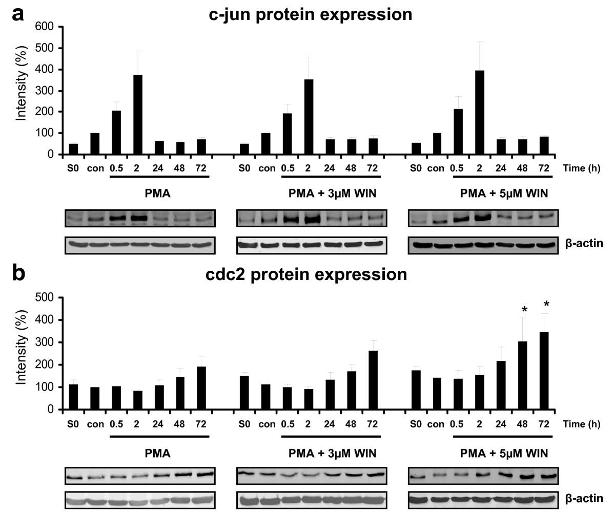 Immunoblot analysis of c-jun and cdc2 protein expression in PMA-induced U937 cells co-incubated with WIN55212-2. Differentiation of U937 cells was induced by 25 nM PMA with or without co-incubation with WIN55212-2. The experimental groups were: 1.) Vehicle control = treatment with 0.1% DMSO only (con), 2.) Differentiation control = treatment with 25 nM PMA (0), 3.) Experimental groups were treated additionally with 3 μM (3) or 5 μM (5) WIN55212-2, respectively. C-jun (figure 5a) and cdc2 (figure 5b) protein expression was analysed by immunoblotting and quantified by Odyssey infrared imaging system (Li-Cor Biosciences) and shown as mean +/- SEM, n = 3. Relative intensities were normalized to non-induced control cells (con) and an internal control (S0) for quantification if different blot membranes have been used. *p < 0.05. One representative blot and one representative beta-actin control out of 3 is shown.