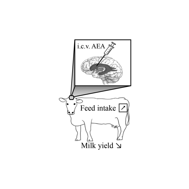 Summary: Improving feed intake in dairy cows could lead to health and economic benefits. Previous research has shown the existence of a peripheral mechanism for the regulation of feed intake by endocannabinoids, but recent work indicates that central mechanisms may also exist. Thus, we investigated the effect of an intracerebroventricularly injected endocannabinoid, N-arachidonylethanolamide (AEA), on feed intake and lactation performance of dairy cows. Cows temporarily increased feed intake but not daily milk production, suggesting that the surplus of energy was otherwise metabolically converted. Based on our understanding of this effect, we cannot recommend the use of endocannabinoids to maximize feed intake.